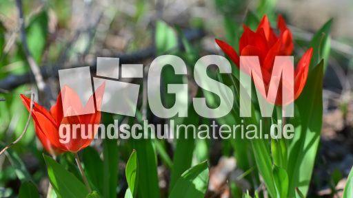 Tulipa praestans (1).jpg